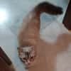 NENUFAR