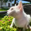 PERLA