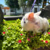 PERLA