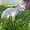PERLA