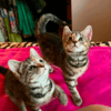 Tibby and Libby