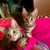 Tibby and Libby
