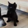 ONYX