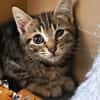 Mignon