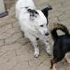 Tessa- ein kleines Herz auf 4 Pfoten sucht seine Familie !