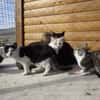 Entspannte Viona sucht ruhiges Zuhause