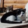 Entspannte Viona sucht ruhiges Zuhause