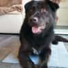 Finlay- charmanter Charakterhund für Liebhaber