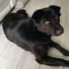 Finlay- charmanter Charakterhund für Liebhaber
