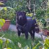 Finlay- charmanter Charakterhund für Liebhaber