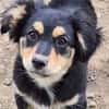 Welpenmädchen Zoe sucht ein liebevolles Zuhause