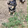 Welpenmädchen Zoe sucht ein liebevolles Zuhause