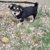 Welpenmädchen Zoe sucht ein liebevolles Zuhause