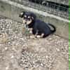 Welpenmädchen Zoe sucht ein liebevolles Zuhause