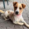 Kolbaz der kleine Miniterrierchihuahua/ 82284