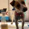 Kolbaz der kleine Miniterrierchihuahua/ 82284