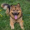 WUTZ  Fröhlicher Herzenshund sucht ein neues Zuhause