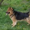 WUTZ  Fröhlicher Herzenshund sucht ein neues Zuhause