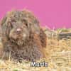 MARLO