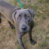 Wunderschöner silberner Labrador (Mix) Ash