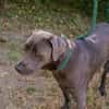 Wunderschöner silberner Labrador (Mix) Ash