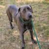 Wunderschöner silberner Labrador (Mix) Ash