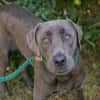 Wunderschöner silberner Labrador (Mix) Ash