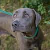 Wunderschöner silberner Labrador (Mix) Ash