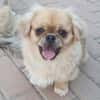 Kleiner Pekinese aus dem Tierschutz