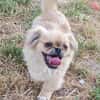 Kleiner Pekinese aus dem Tierschutz