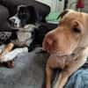 Ted & Millie - unzertrennliche Freunde