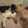Ted & Millie - unzertrennliche Freunde