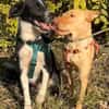 Ted & Millie - unzertrennliche Freunde