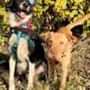 Ted & Millie - unzertrennliche Freunde