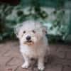 Bob, super freundlicher Bichon-Frisé Mischling