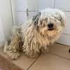 Bob, super freundlicher Bichon-Frisé Mischling