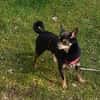 Freundlicher  Jack      Gnadenadoption!