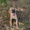 NINO  Junger Malinois-Mix sucht seine Chance