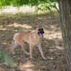 NINO  Junger Malinois-Mix sucht seine Chance