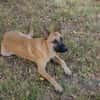 NINO  Junger Malinois-Mix sucht seine Chance