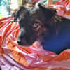 Josie, auf einer Pflegestelle