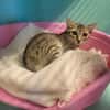 Kitou