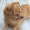 POLLUX