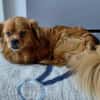 POLLUX