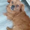 POLLUX