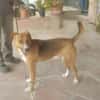 MILO (Maria)