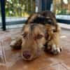 RUBBLE (Maria)