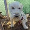 VICKY - Wuschel sucht Zuhause