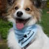 Luke sucht pawfect match!