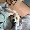 Luke sucht pawfect match!